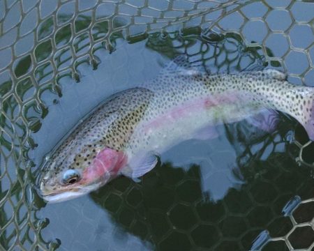 釣れる、釣れるぞ！ 大安トラウトレイク